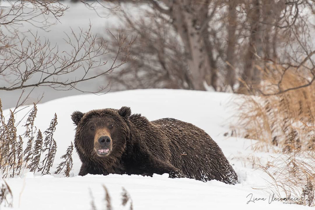 медведь живет в лесу. медведь в лесу. в каком городе живет медведь. где обитает бурый медведь. бурый медведь в тайге.