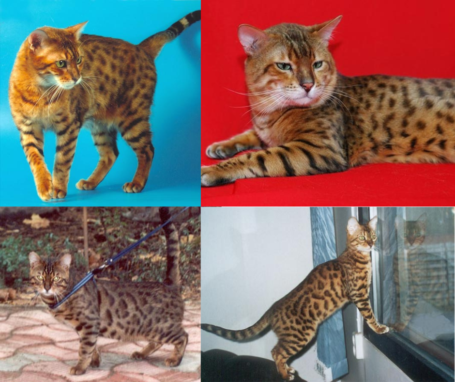 Первые бенгалы 2000х - наверху коты питомника Гладиатор, ниже - Олеандр