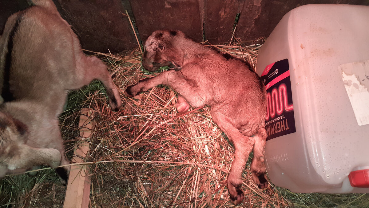 Более слабый малыш