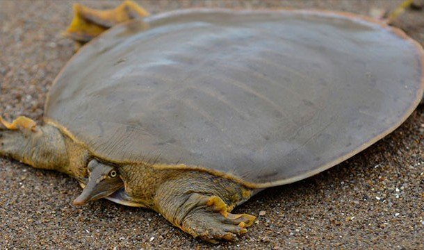 15. Мягкотелая черепаха Свайно (Red River Giant Softshell Turtle)


В мире осталось всего лишь четыре особи этих черепах, и все они живут в неволе