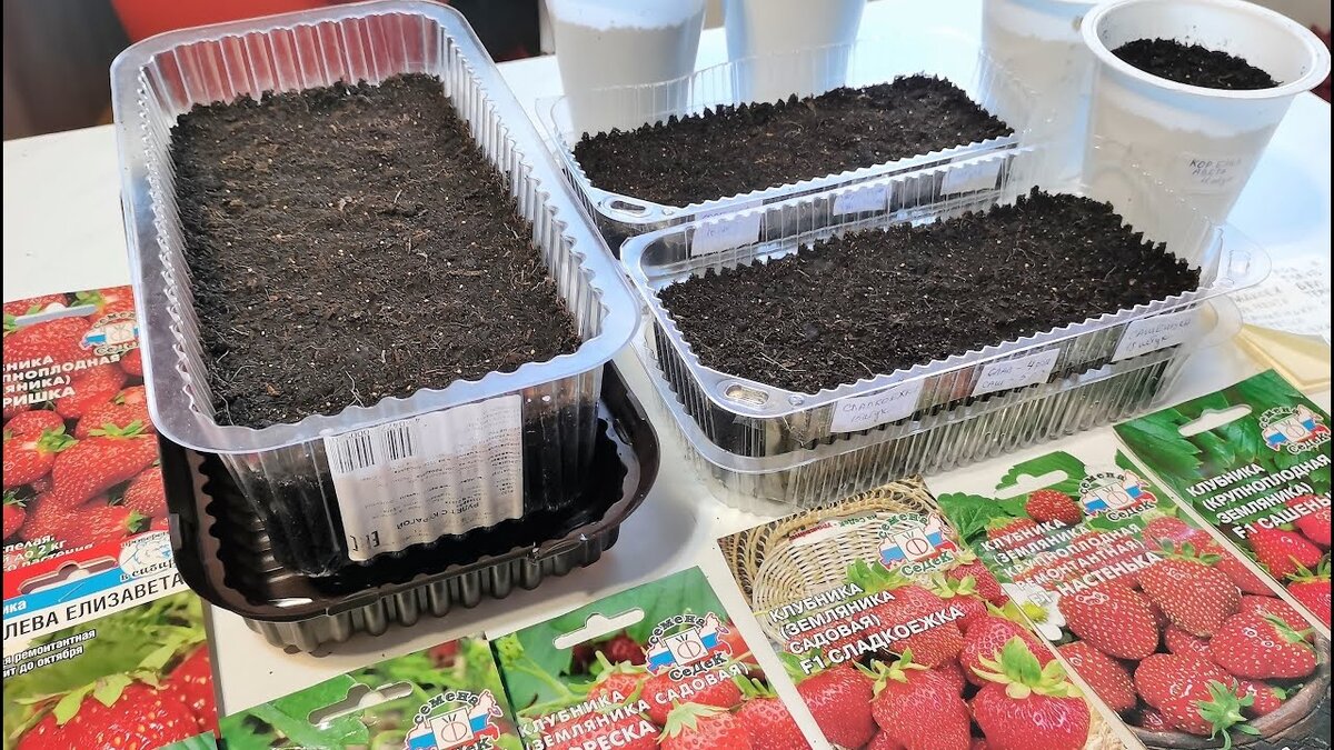 Пикировка сеянцев клубники. Пикирование рассады что это. Сеем землянику на рассаду. Пикировка сеянцев клубники. Когда сажать землянику семенами на рассаду.