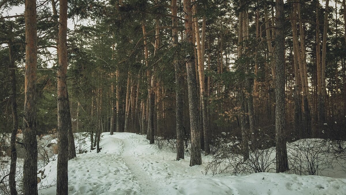 Рядом с Академгородком в Новосибирске создадут природный заповедник |  Atas.info | Дзен