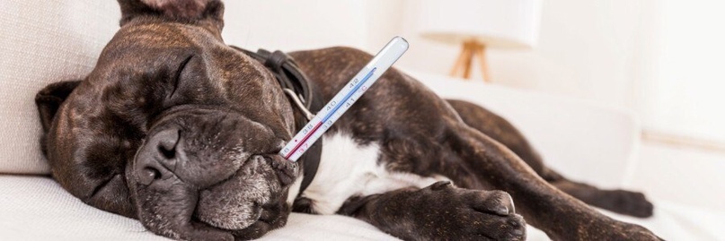 Как правильно измерить температуру домашнего животного у себя дома