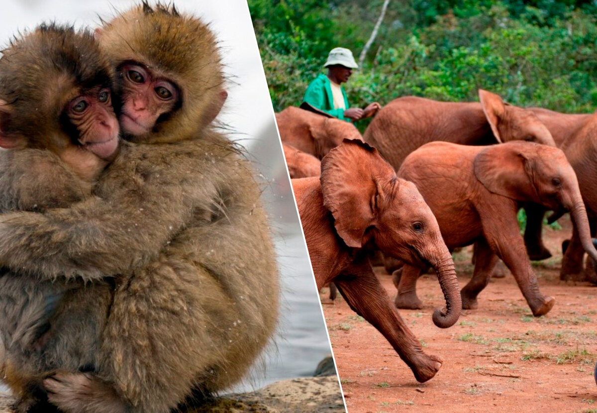     Лучшие 14 документалок для детей, которые понравятся им больше мультфильмов