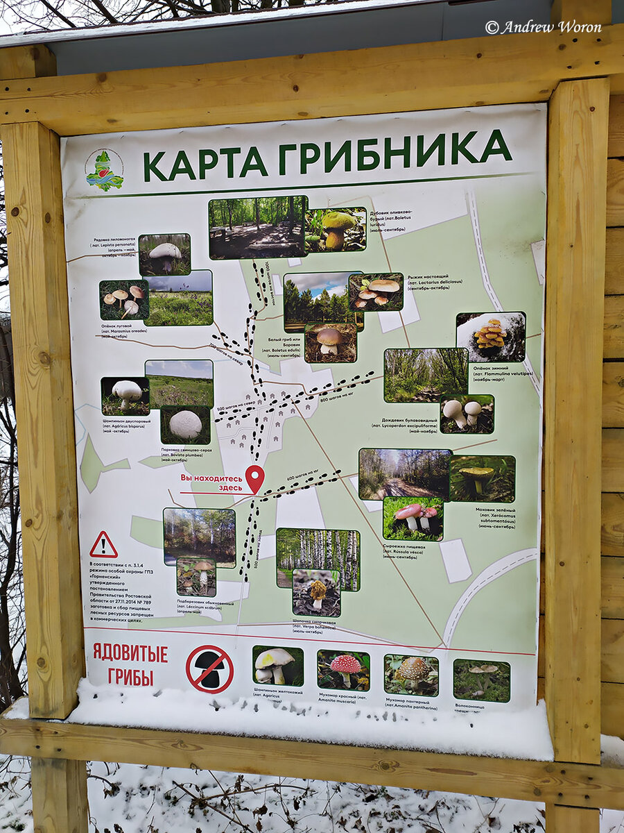 На въезде в поселок установлено несколько информационных щитов. На этом рассказано о грибах, произрастающих в Лесхозе. Скажу честно, я ни разу их тут не собирал, так что не смогу сказать правда ли тут растет столько вкусностей