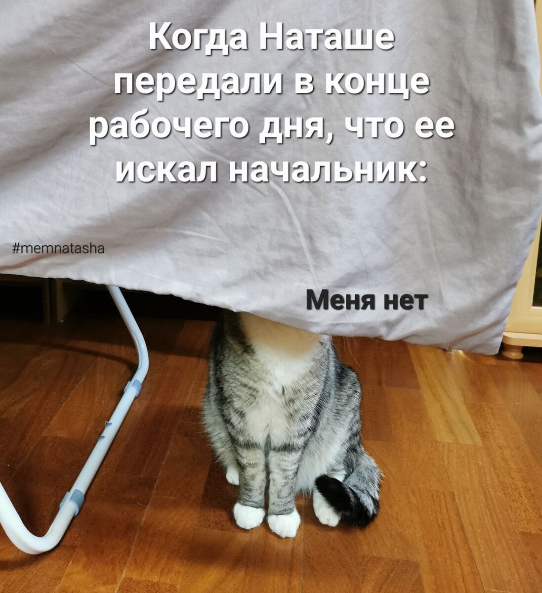 15 самых смешных котомемов о работе января 2023 | 1861. Защита трудовых  прав | Дзен