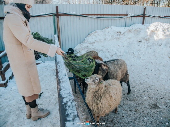     Фото: gcheb.cap.ru