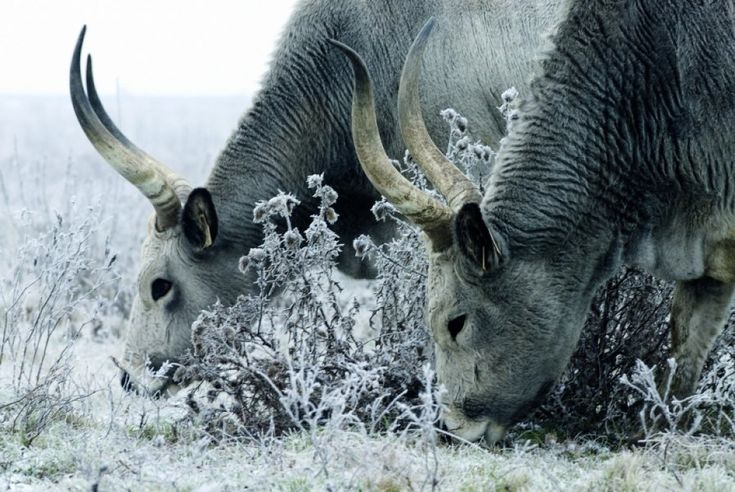 А это уже фото уровня эпик. 