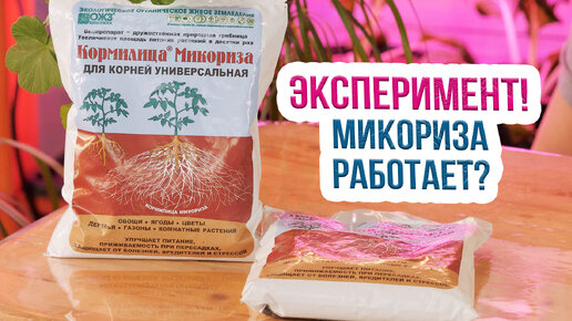 Кто образует микоризу и для чего она нужна? Сравниваем рассаду с микоризой и без