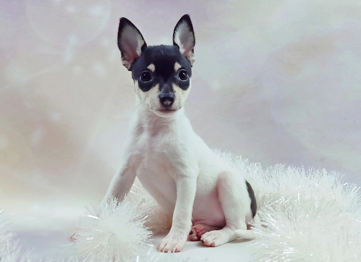 Щенок той-фокстерьера из питомника "Терра Балтика", Санкт-Петербург