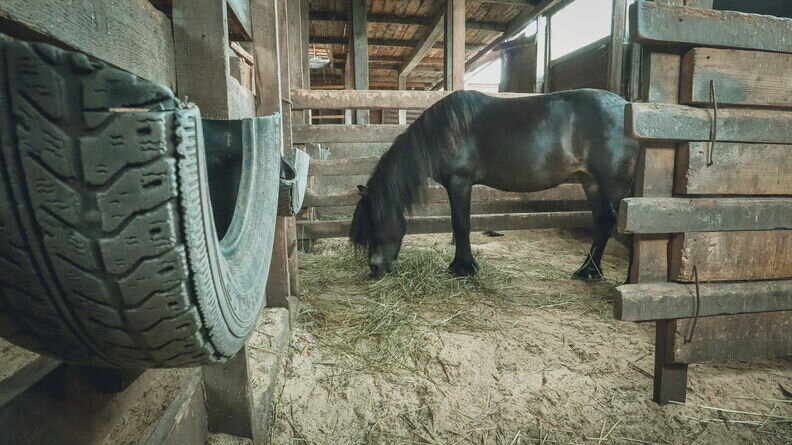     В Ростове-на-Дону в семействе шетлендских пони родился жеребенок, сообщили в местном зоопарке.