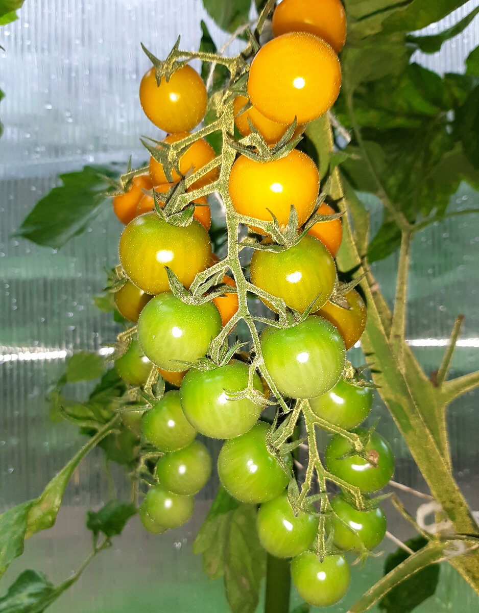 Фото автора.