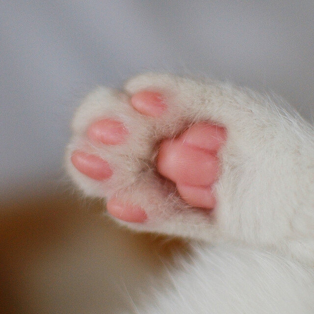 Лапка котика. Кошачьи подушечки на лапах. Кошачья лапа. Тарелочка "мяу" 4611848. Подушечки лап.