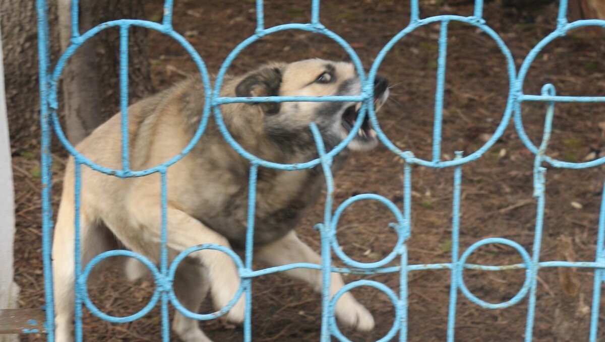     Омская прокуратура инициировала проверку, в ходе которой оценит работу органов местного самоуправления в сфере защиты населения от бродячих собак.