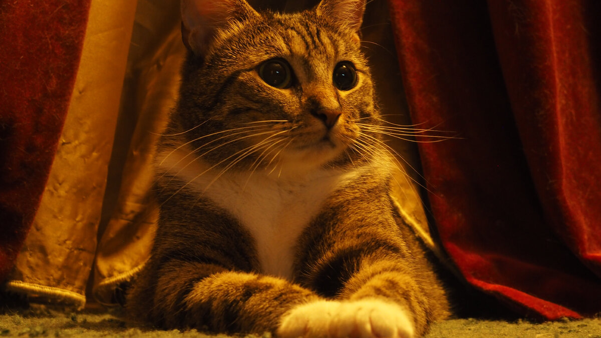 Моя вечно активная кошка Геста