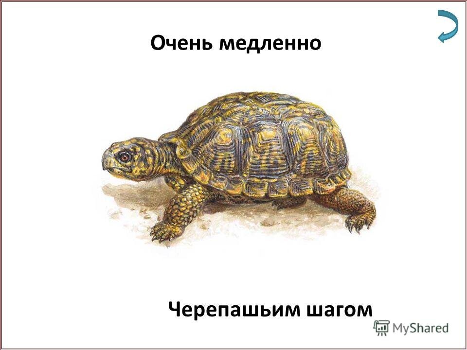 Медленно сюда