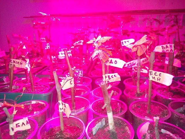 Досвечивание саженцев винограда фито лампами 