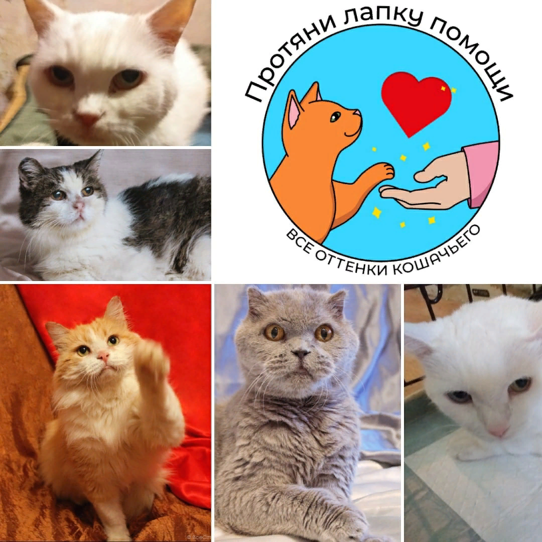 © ВСЕ ОТТЕНКИ КОШАЧЬЕГО