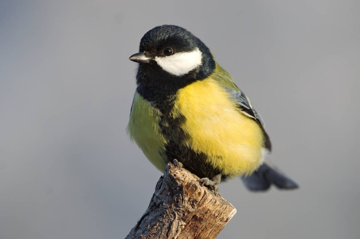 Синицы - полезные птицы Мир за окошком Дзен