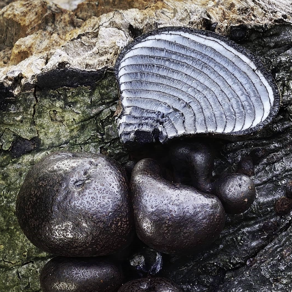 Потрясающие грибные находки: 15 необычных грибов | Книга Грибов | Дзен