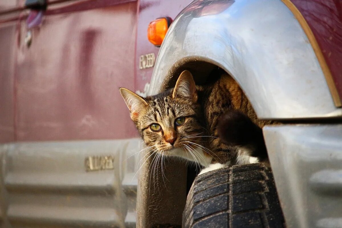 Животные под капотом автомобиля (много фото) | AvtoParadise | Дзен