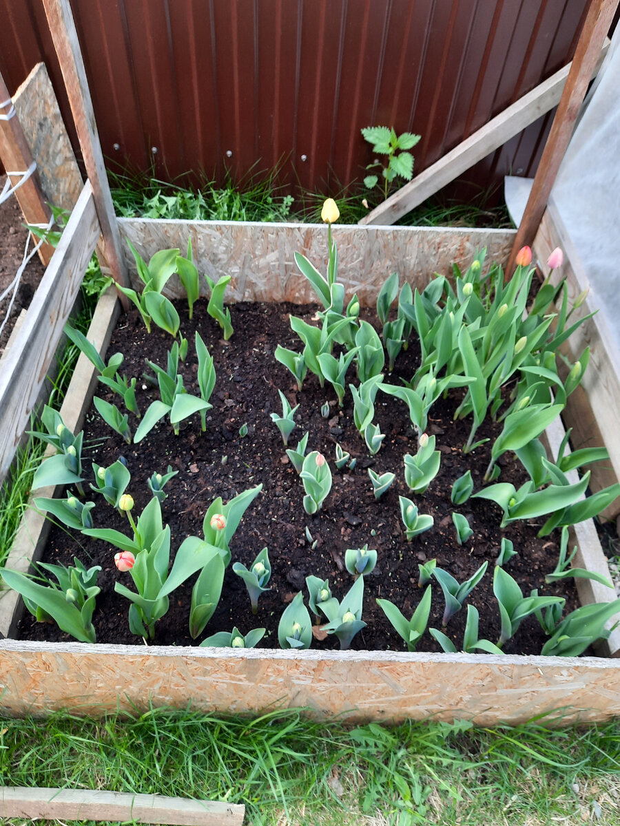 Начало цветения. Тут около 100 тюльпанов. Кто-то рано взошел, кто-то позже. Около 15 видов, цвета.