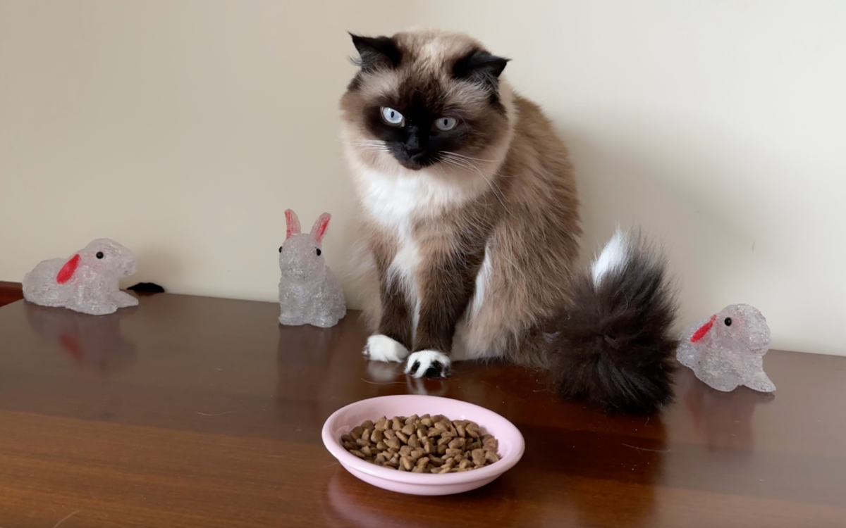 Большинство владельцев кошек понимают важность кормления питомцев качественной едой, но к выбору миски не все подходят так же ответственно.