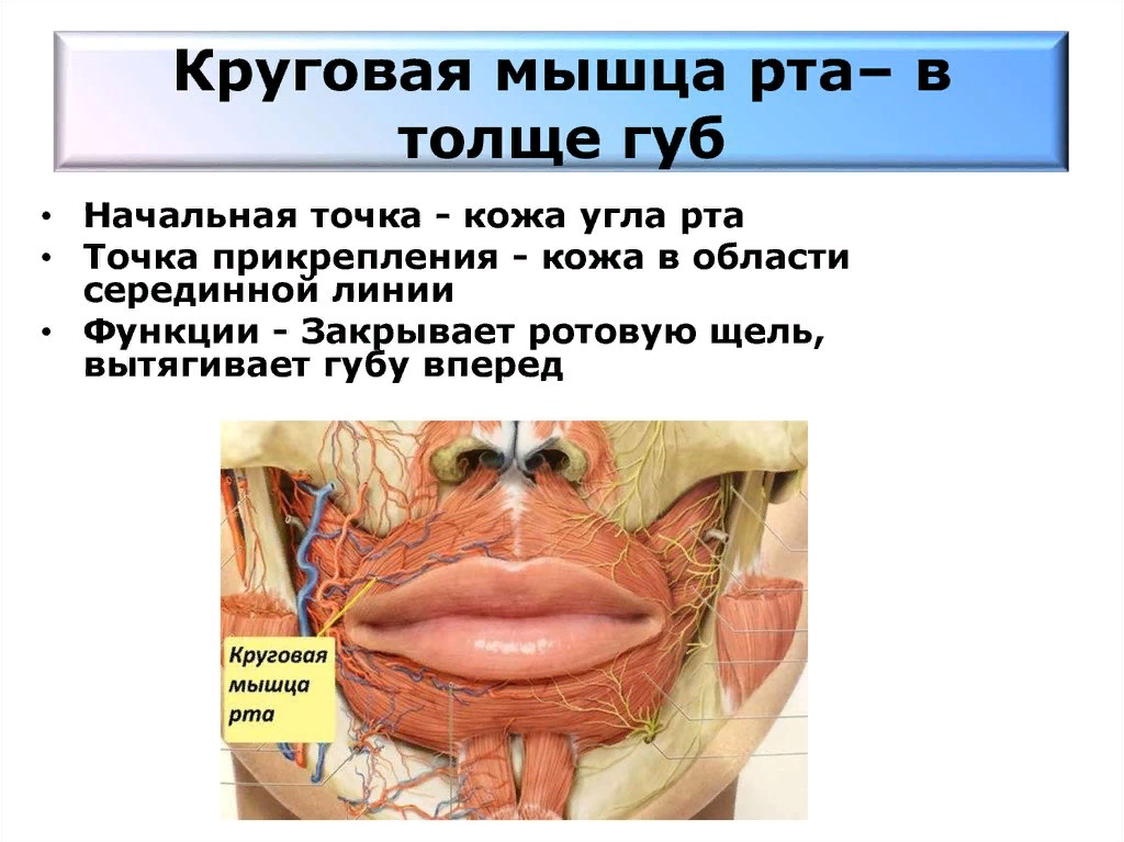 Слабые мышцы рта. Круговая мышца рта функции. Круговая мышца рта прикрепление. Круговая мышца рта начало