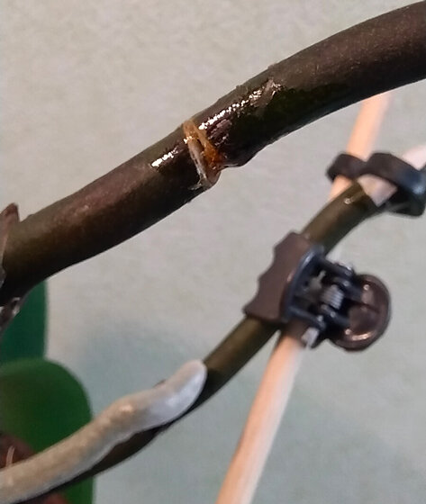 На дальнем цветоносе белое — это бумажный скотч, наложенный поверх клея БФ-6 в месте перелома цветоноса.