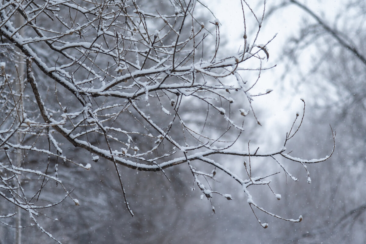 Вижу ветки вижу ветки 4