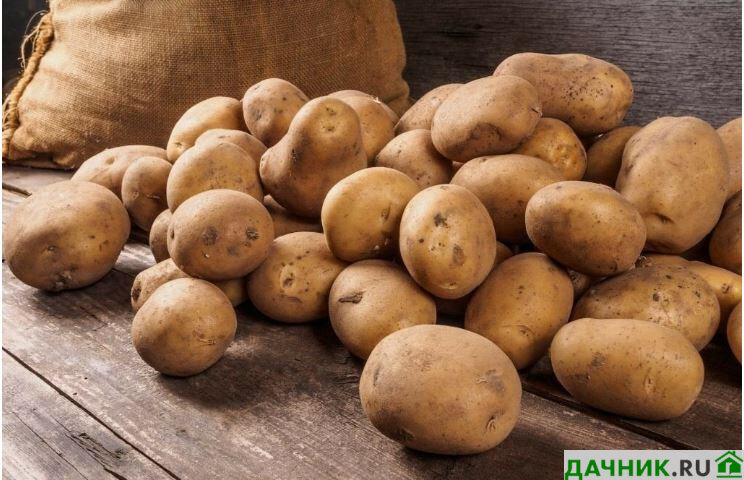 Желтый картофель — вкуснейшие сорта для вашего стола