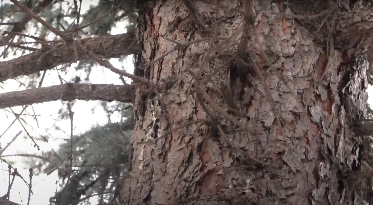 Та самая елка. Кстати, в кадре притаилась птичка. Кто найдет и определит?