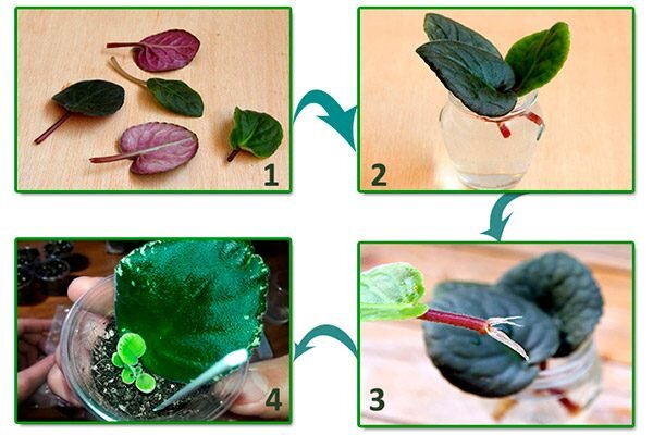Как размножить фиалку листом, пасынками, семенами и цветоносами?