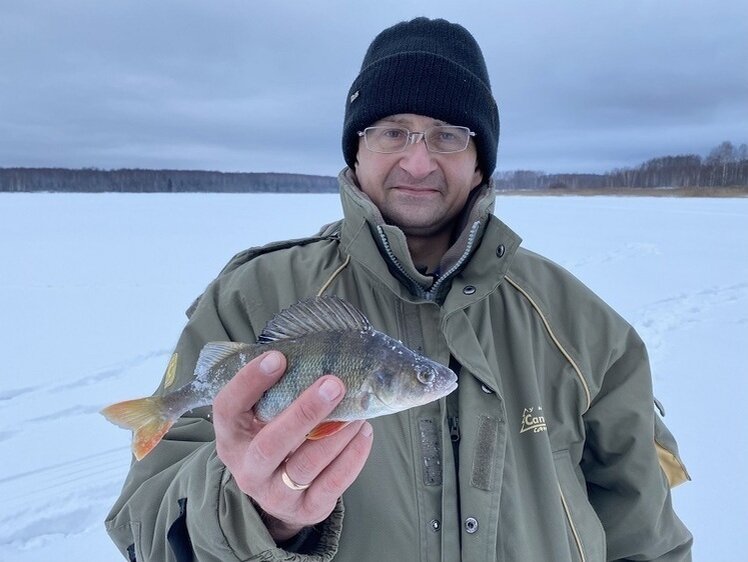     Приятный окунек. Фото: Трембицкого Алексея.