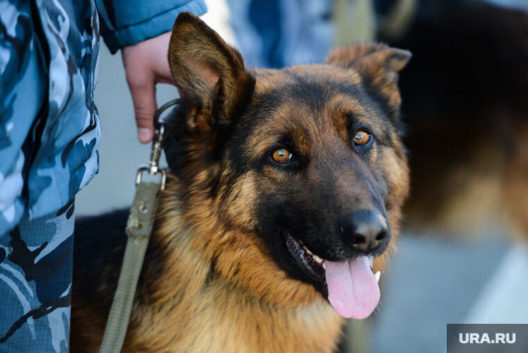    Жилет для собаки попросили военнослужащие