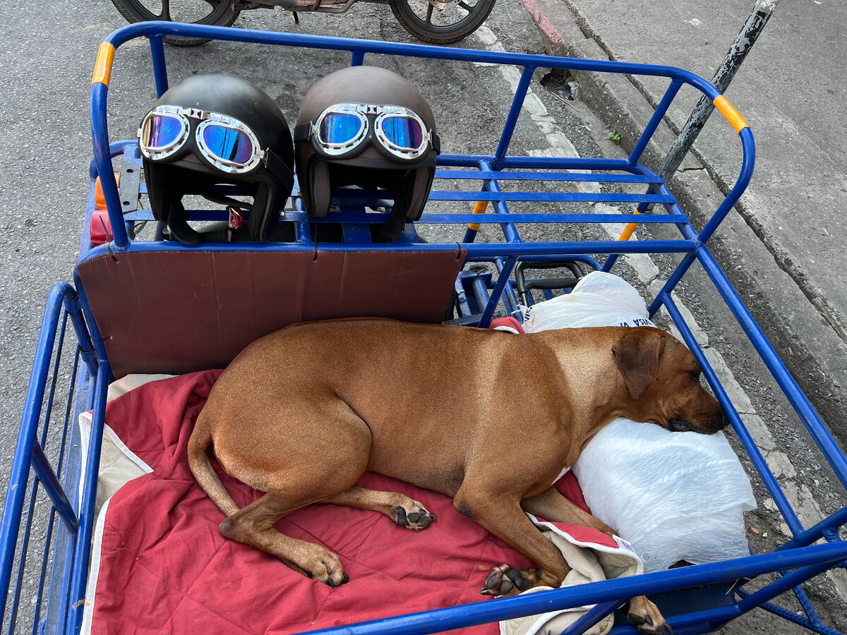 В Таиланде мы провели 3 месяца, намотали более 4 тыс км на скутере с прицепом. Хочется подытожить. Мы тут не первый раз много колесили и до этого без собаки, на скутере и на своих двоих.-8