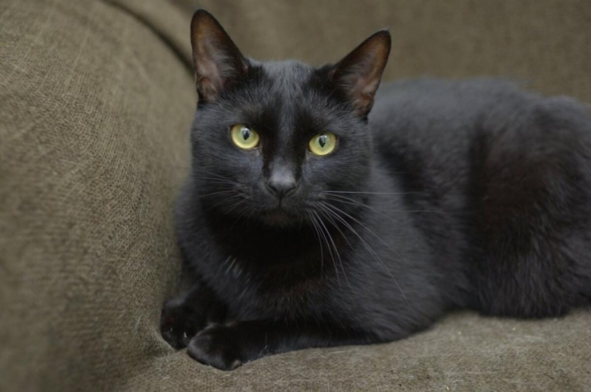    Благотворительная выставка-раздача кошек пройдет в Томске 4-5 марта