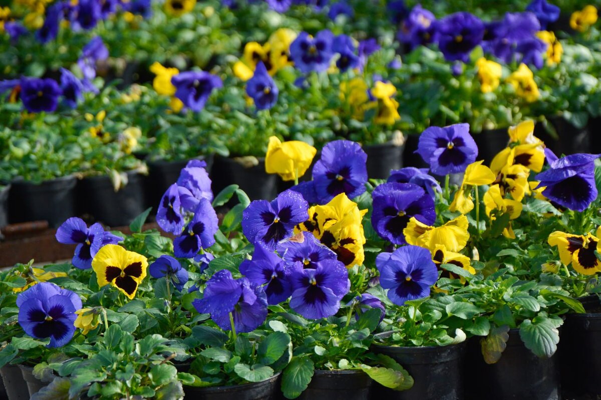 Фото: Гала Амарандо