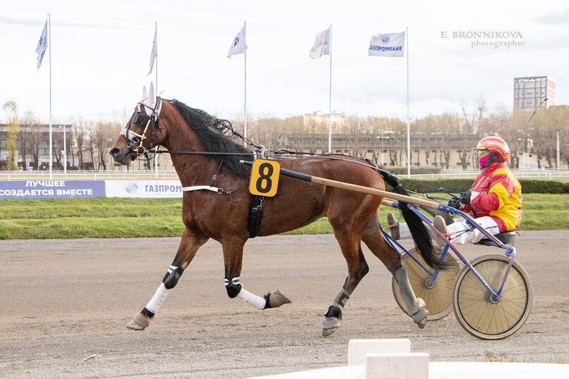 Наездник 6. Голландская теплокровная лошадь вороная. Ковбой л. Сат-ок все книги. Наездник 6.
