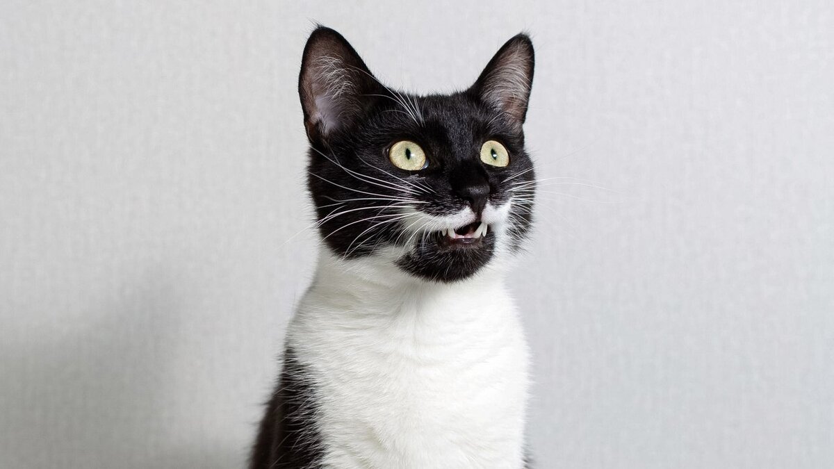 Умеют ли кошки улыбаться: миф или реальность