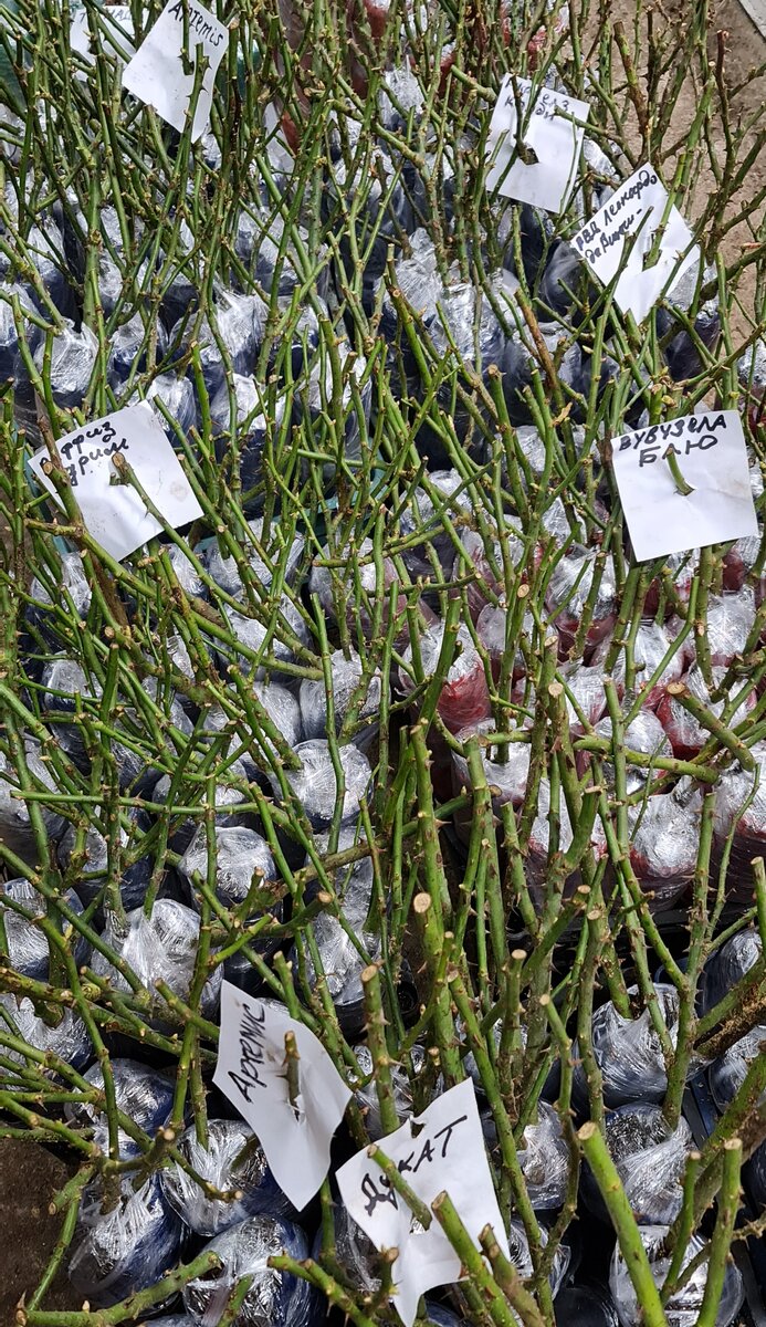 Саженцы только только начали просыпаться, их можно спокойно хранить в холоде