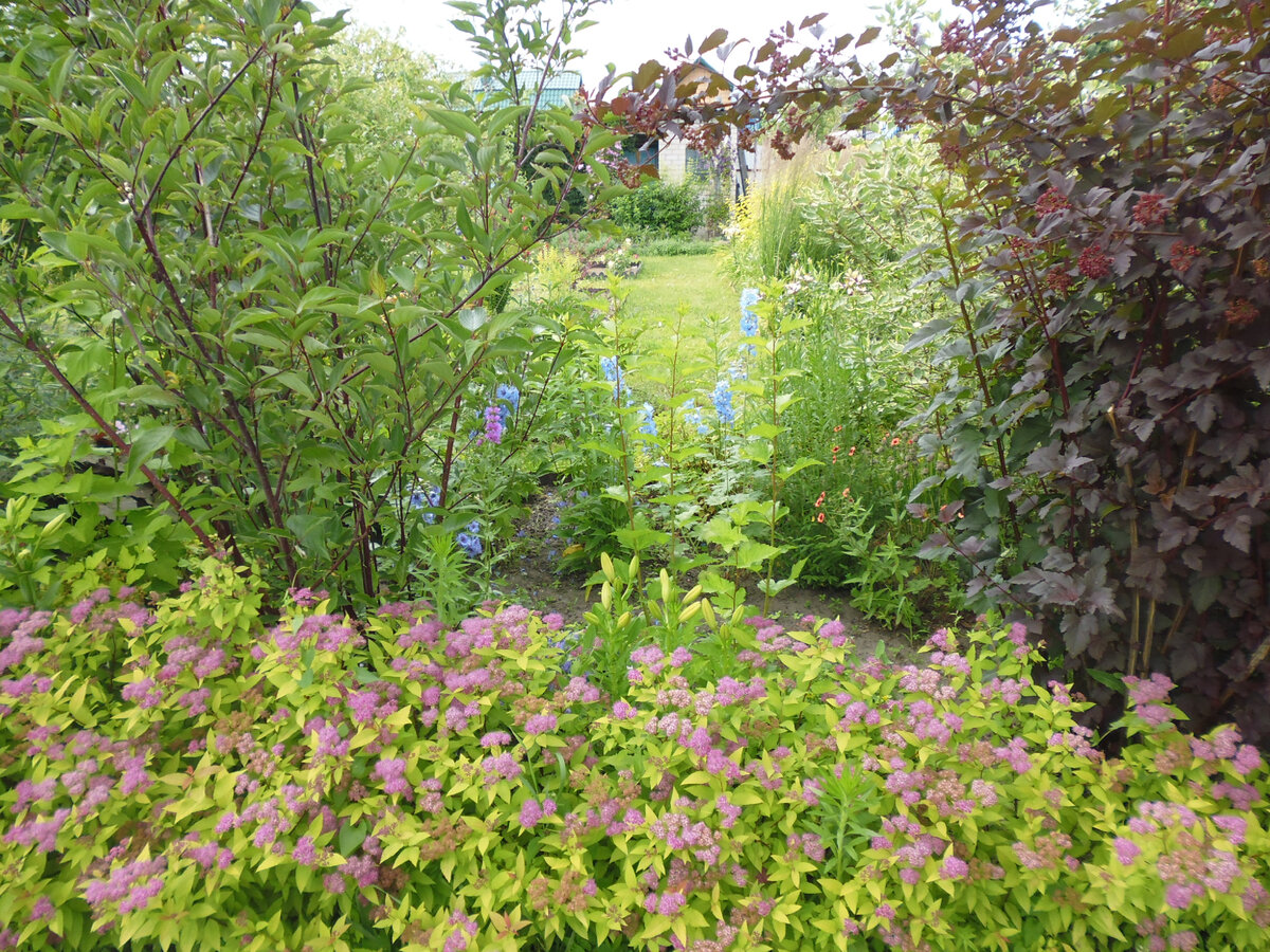 С правой стороны - это тот же пузыреплодник "Диабло" через два года (его 1/2). Слева - дерен белый "Кессельринги", впереди - спирея японская "Голдфлейм".