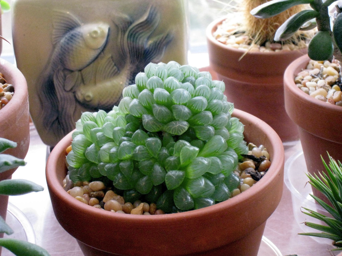 Толстянка зонтичная Crassula Umbella