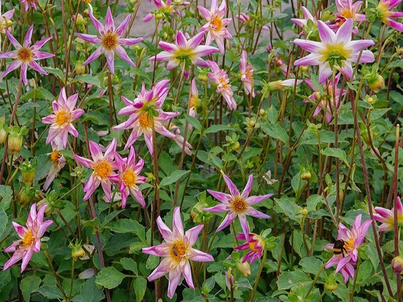 Фото: blooming-company.de