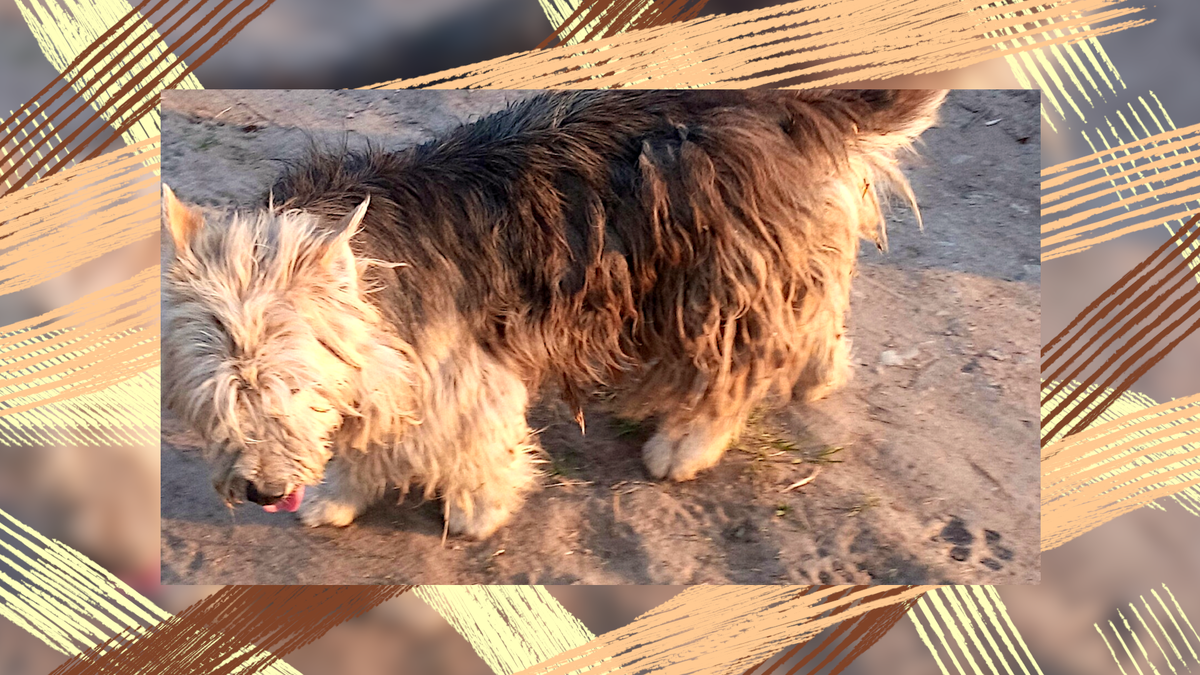 Да, да - вот такой вот заросшей, обросшей, со спутанной шерстью я и была. И очень не нравилась людям. Одни грозились отлов вызвать, другие просто сами хотели прибить - ибо нечего шляться и пугать всех! 