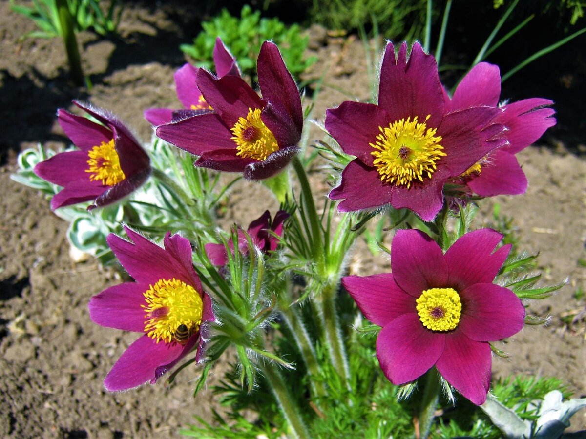 Самые красивые  цветы весны- прострелы. Цветут почти два месяца. Поражают своим разнообразием сортов.После зимней  серости и уныния природы  радуют своими яркими цветами!   Для того, чтобы вырастить такую красоту в своём саду, нужно знать о некоторых тонкостях их выращивания. Я вам расскажу, как я их выращиваю.