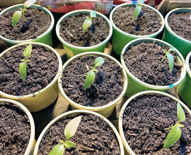 (Фото используется по стандартной лицензии ©hozvopros.com)