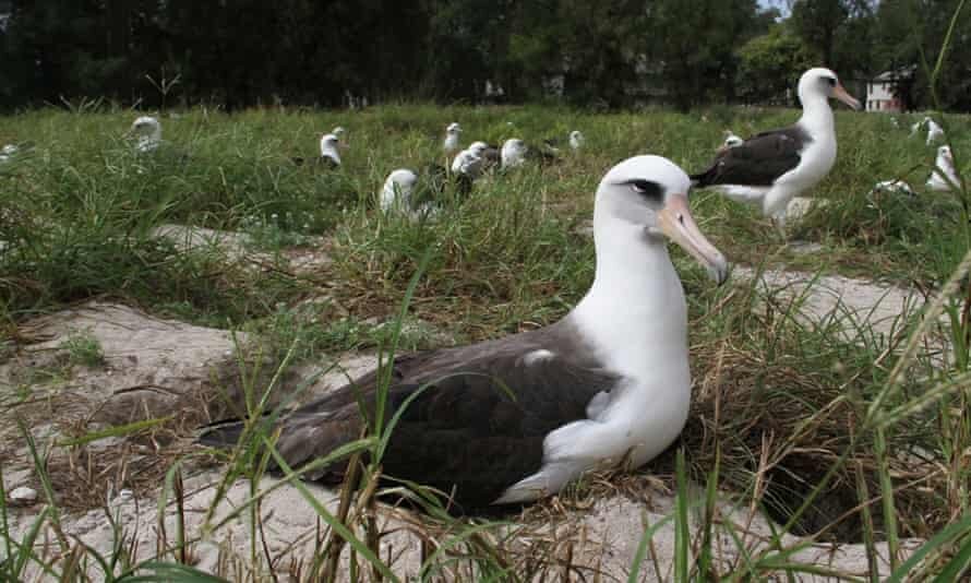 Уиздом в 2018 году. Фото USFWS - Pacific Region