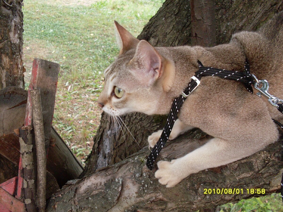 Той. Сингапурскому коту полтора года, и он только-только сменил окрас с детского на взрослый.