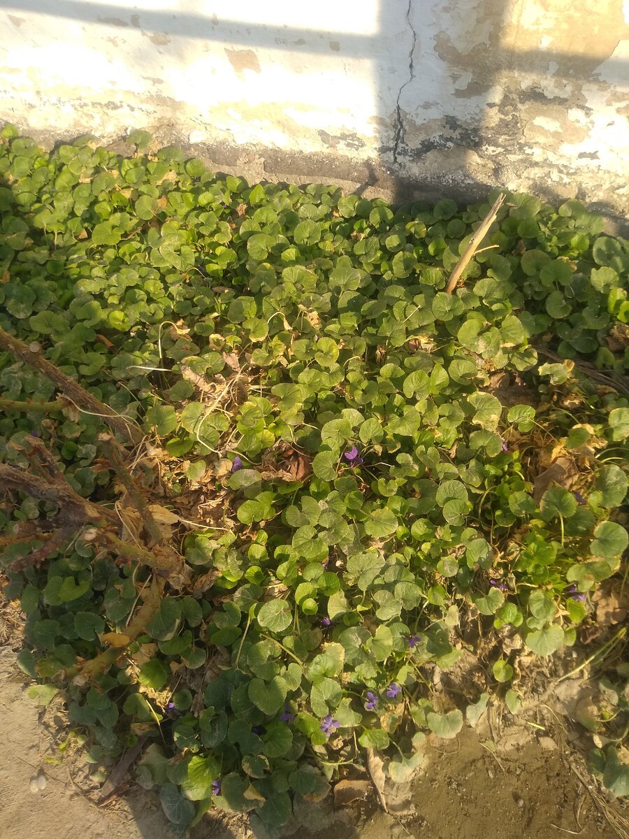 А здесь ещё только начинают цвести.